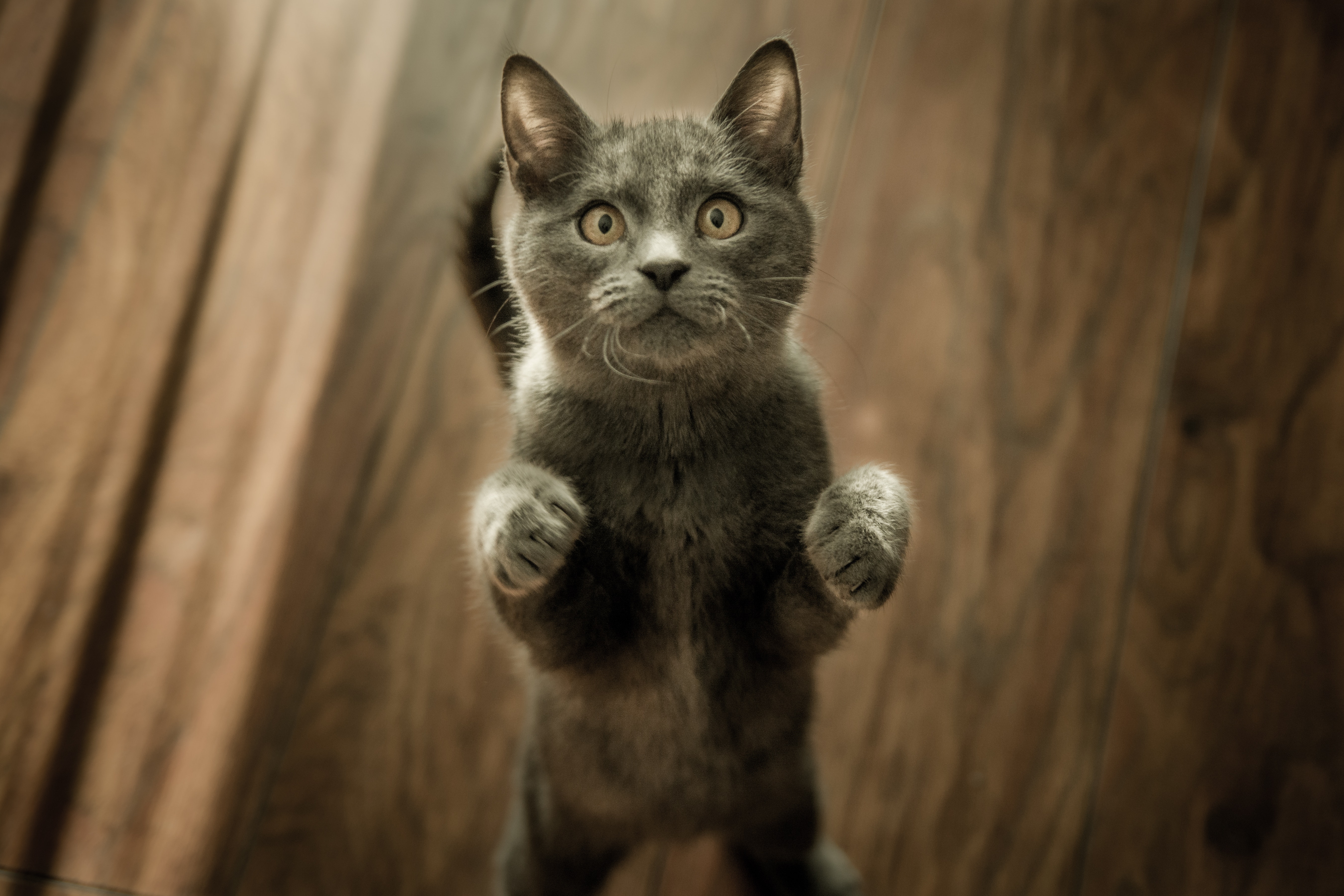 A cute cat